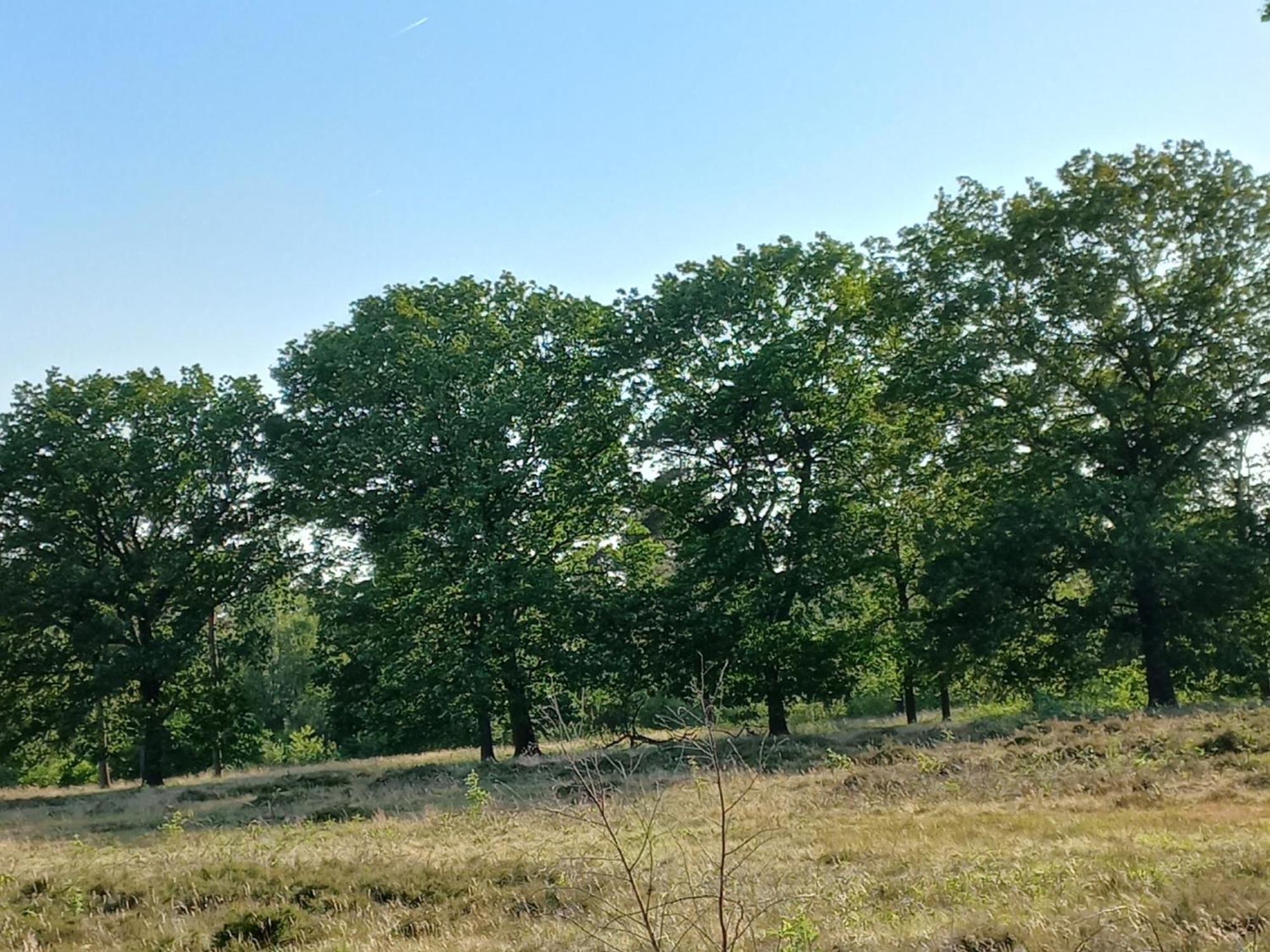 Vogelzang Villa Hattemerbroek Rom bilde